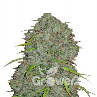 Titan Auto Fem.