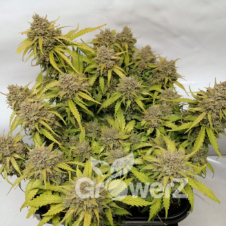 Titan Auto Fem.