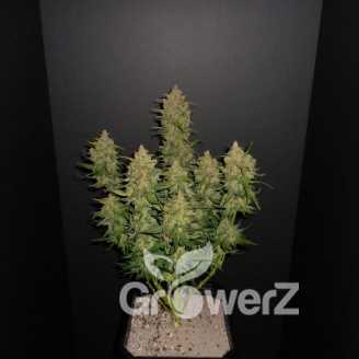 AK 47 Auto Fem.