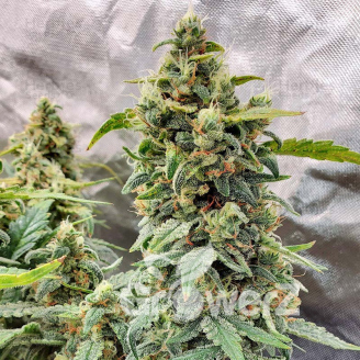 Afghan Auto Fem.