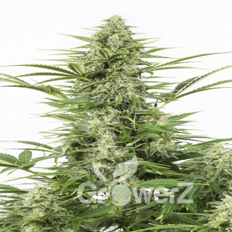 Frosted Guava Fem.