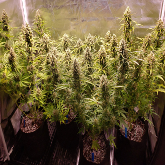 Gorilla Berry Auto Fem.