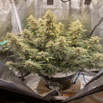 Gorilla Berry Auto Fem.