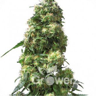 Skunk Auto Fem.