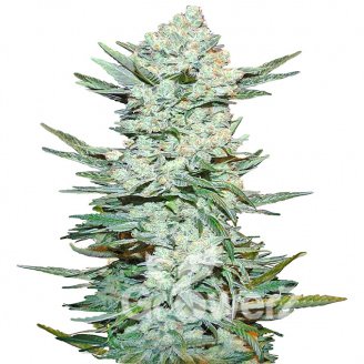 Lemon Pie Auto Fem.