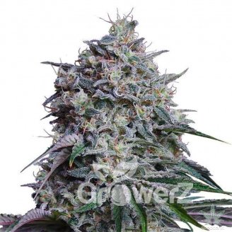 Gorilla Glue Fem.